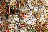 Altes Steinhaus mit Fenster und herbstlich gefärbtem Wilden Wein