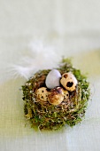 Quail's eggs in an Easter nest