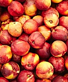 Nectarines (full frame)