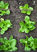Salatpflanzen im Beet (Draufsicht)