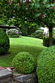 In Form geschnittene Buchsbäume in einem Garten