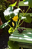 Flowering cucumber plant growing up garden chair