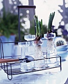 Flower bulbs in glass vases on a vintage style metal rack