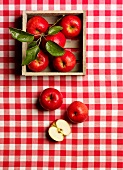 Red apples on a red and white checked tablecloth with a twig