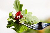 Forkful of Salad with Pomegranate Seeds and Goat Cheese