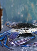 A blue crab (Portunus Pelagicus)