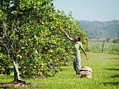 Arbeiterin pflückt Orangen