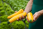 Mann zeigt frisch geerntete gelbe Zucchini