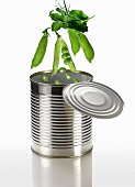 Peas falling into a tin can
