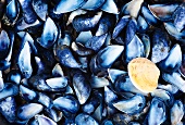 Mussel shells with on Venus mussel shell