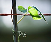A runner bean leaf on a stem