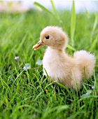 Spring Chick in Grass