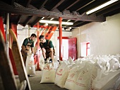 Workers with sacks of grain in brewery