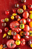 Various tomatoes (seen from above)