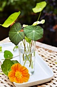 Nasturtium leaves in a water glass