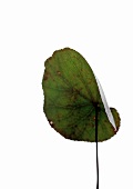 Green leaf with brown spots