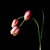 Pinke Tulpen vor schwarzem Hintergrund