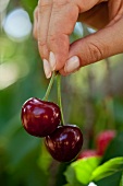 A hand holding a pair of cherries