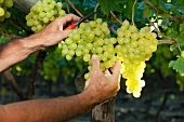 Grapes being cut from a vine
