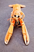 A Norway lobster