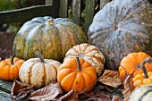 Various types of pumpkins on a wooden bench