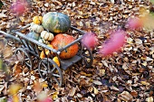 Handcart filled with various types of pumpkin