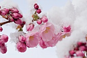 Schneebedeckte Kirschblüten