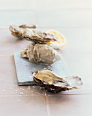 Oysters with salt flakes