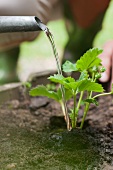 Woman watering a strawberry plant