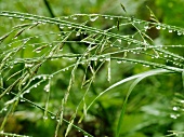 Tautropfen auf Grashalmen (Close Up)