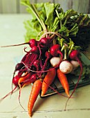 A bunch of radishes, carrots, turnips and beetroot
