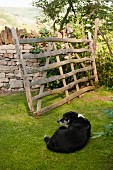 Rustic, weathered wooden gate next to stone, English garden wall; black and white dog lying on lawn in foreground