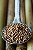 Coriander seeds on a spoon