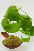 Stevia leaves and stevia powder on a wooden spoon