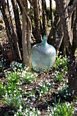 Old demijohn bottle in garden surrounded by snowdrops