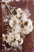 Wild thistle (silver hair) seeds on the stems on a rusty surface
