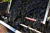 Red wine grapes falling from a trailer into a screw-conveyor
