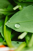 A drop of water on a ramson leaf (close-up)
