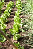 Rows of loose leaf lettuce in sunny position