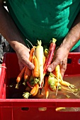 A man holding various freshly washed carrots