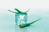 Aloe vera with ice cubes