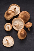 Whole Shiitake Mushrooms on White