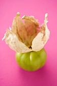 Tomatillo with a husk on a pink surface