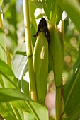 Cob of corn on the plant