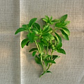 A sprig of fresh stevia on a linen cloth