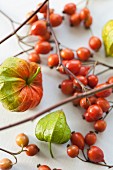 Chinese lanterns and rosehips