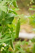 Pea plants with pods