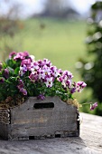 Pansies in a wooden crate