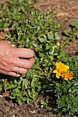A hand pulling up a garden plant