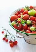 Frische Tomaten in einem Sieb